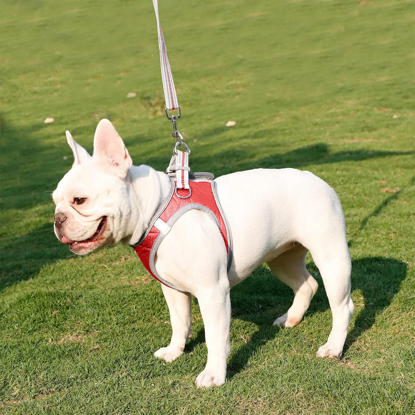 Dog Harness, Dog Harness and Leash Set, Pet Vest Harness, Puppy Cat Vest Harness Escape Proof, Chihuahua Harness, XXS Puppy Harness, Dog Vest Harnesses for Small Dogs Cats (1-RED S)